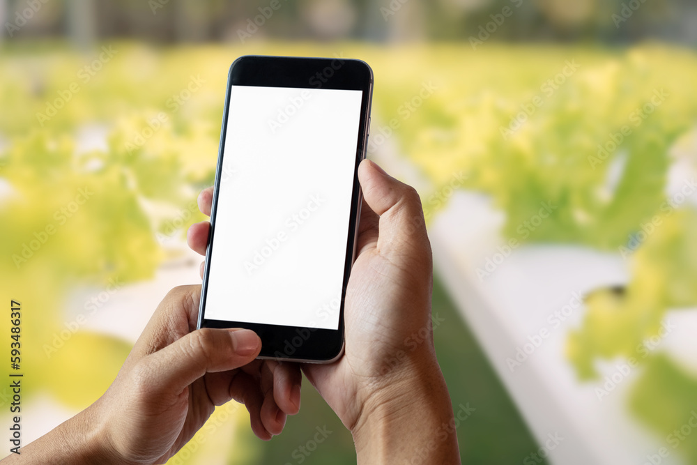 Hand holding smartphone, white screen, vegetable garden background.