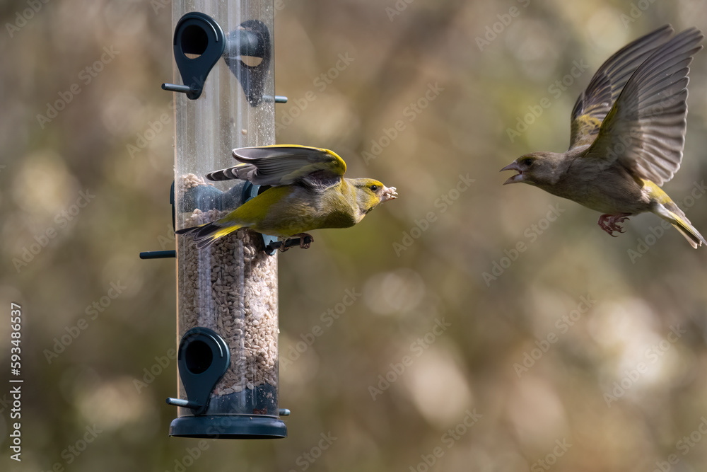 Grünfink (Chlorios chloris) und Kernbeißer (Coccothraustes coccothraustes) Grünfink (Chlorios chloris) und Kernbeißer (Coccothraustes coccothraustes)