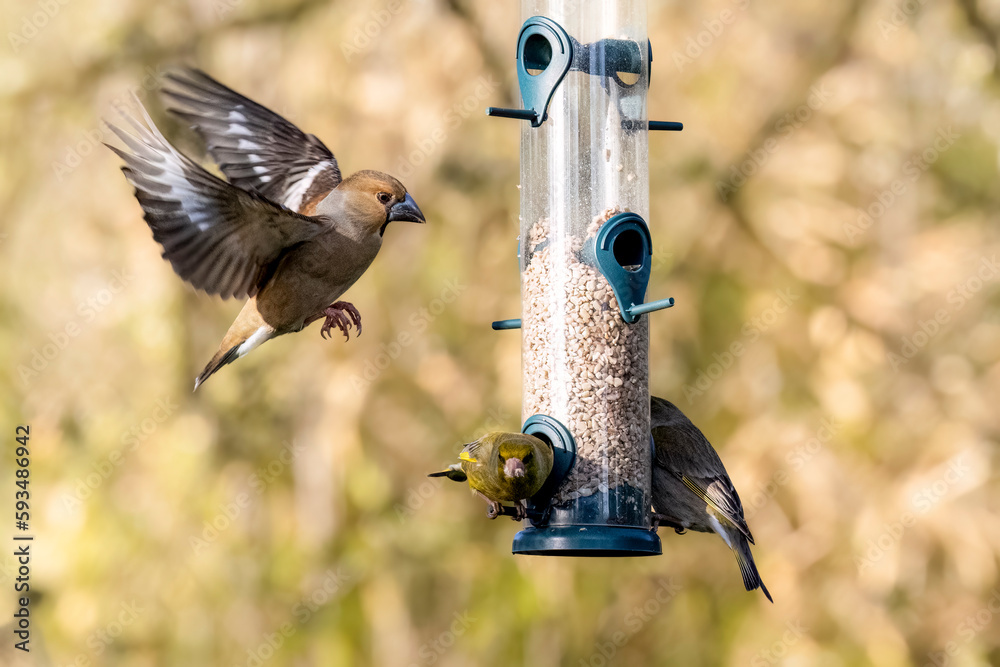 Naklejka premium Grünfink (Chlorios chloris)