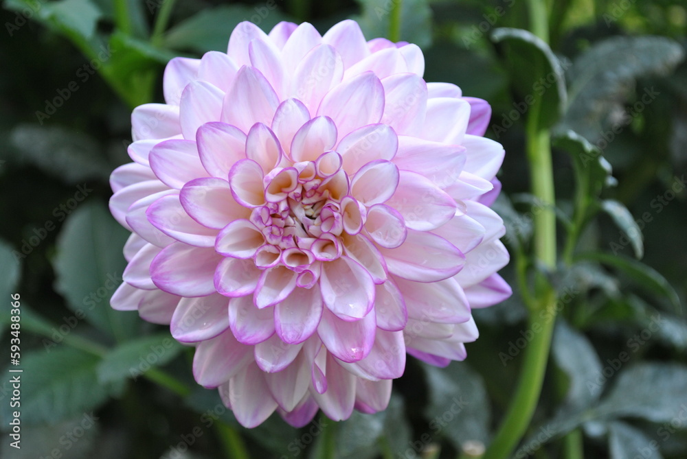 Dalia