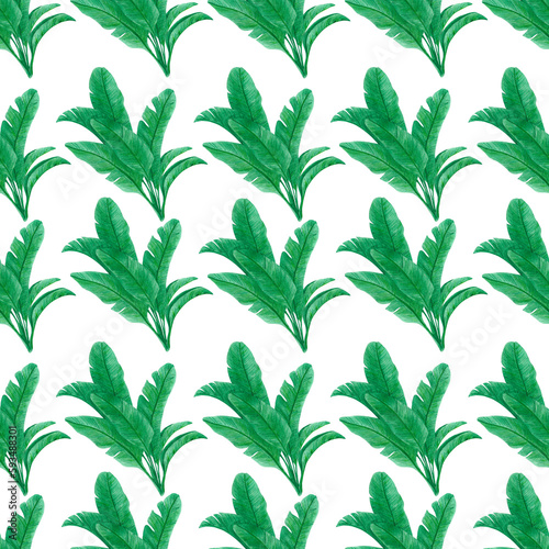 Hand drawn banana palmtree seamless pattern. Isolated on white background. Can be used for textile and gift-wrapping. © Aleksandra Shvetsova
