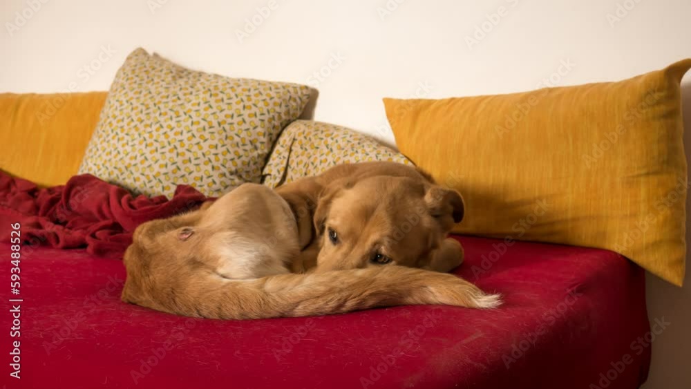 dog falling asleep on sofa and bed after cleaning. time lapse of dog breathing.