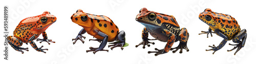 The oophaga pumilio frog on a transparent background, Generative AI photo