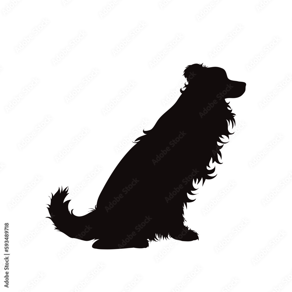 Vector silhouette od Border Collie on white background.