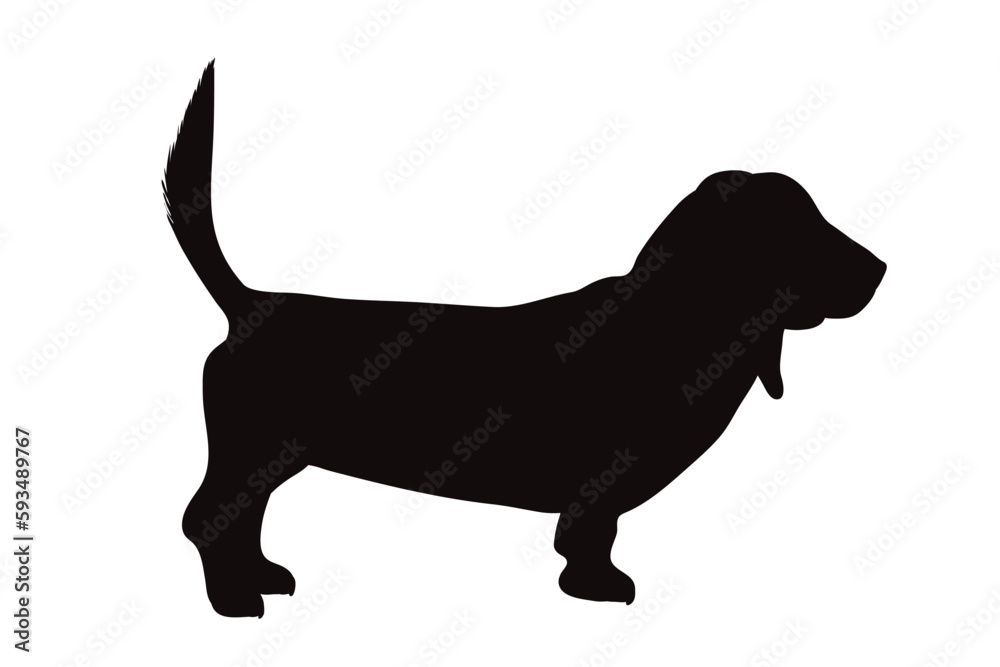 Vector silhouette of Basset on white background.