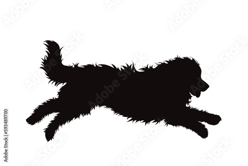 Vector silhouette of Bernese Mountain Dog on white background.