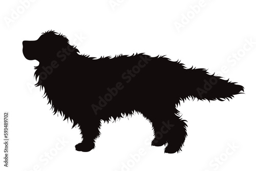 Vector silhouette of Bernese Mountain Dog on white background.