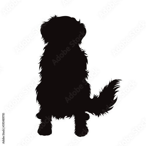 Vector silhouette of Bernese Mountain Dog on white background.