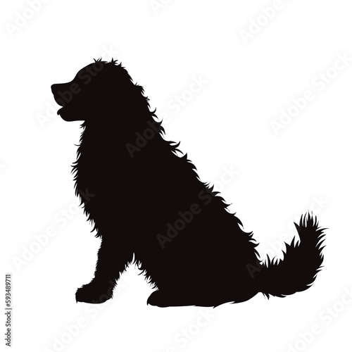 Vector silhouette of Bernese Mountain Dog on white background.
