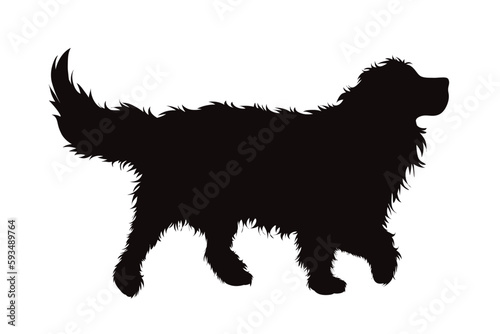 Vector silhouette of Bernese Mountain Dog on white background.