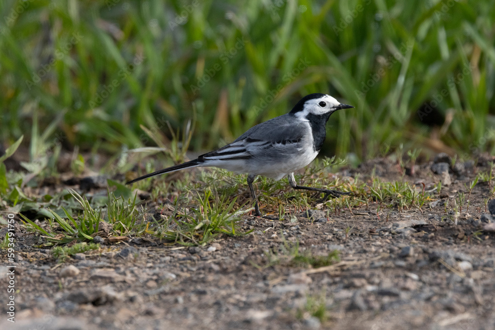 Bachstelze (Motacilla alba)