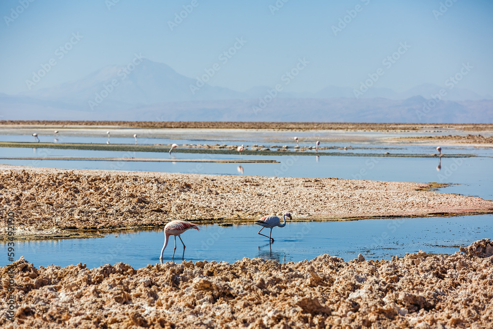 Salar de Atacama Laguna Chaxa