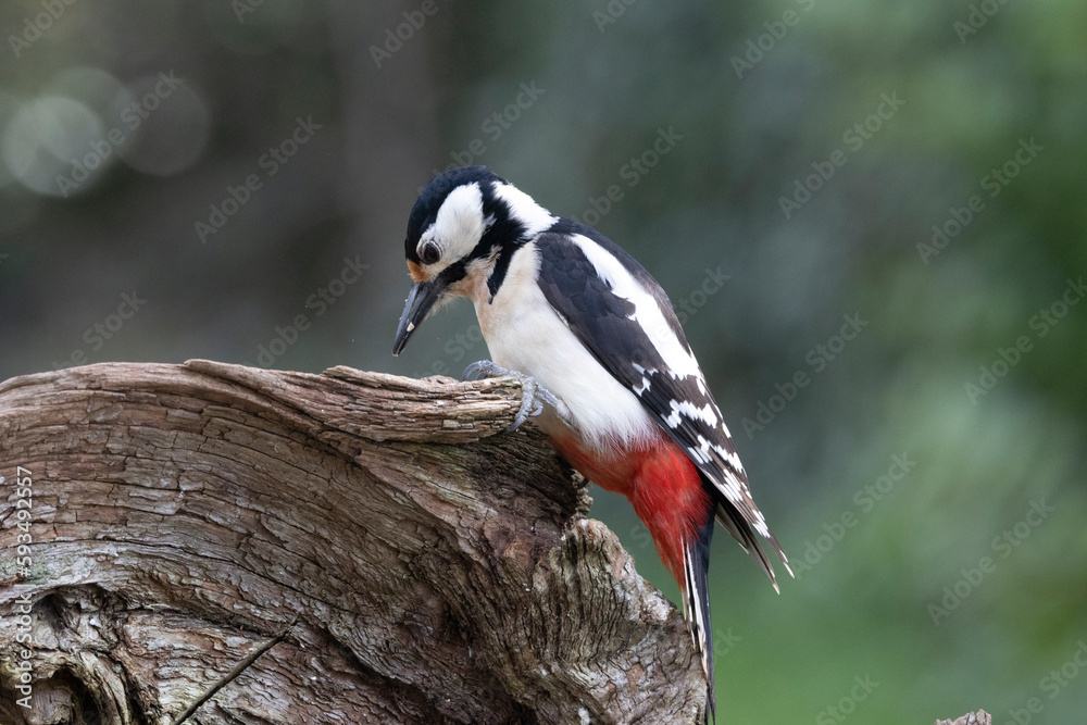 Buntspecht (Dendrocopos major)