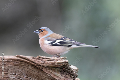 Buchfink (Fringila coelebs) © Lothar Lenz