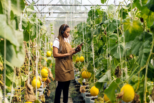 Portrait of of owner african american woman business farmer check quality product, agriculture, healthy, fruit, watermelon in greenhouse melon organic farm