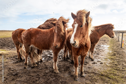 Icelandic horses in group next to Ring Road.