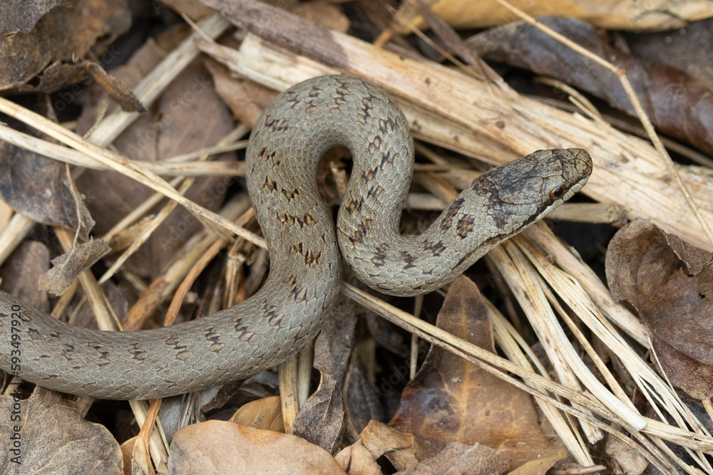 Obraz premium Schlingnatter&nbsp;(Coronella austriaca)