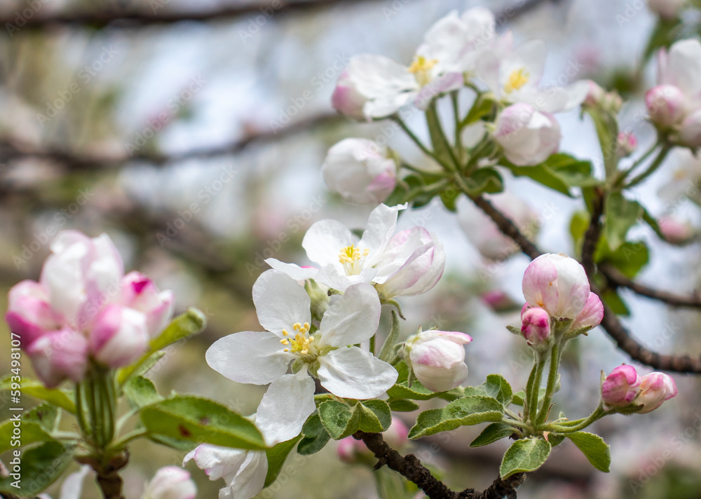 Close up apple buds flower on tree concept photo. Photography with blurred background.