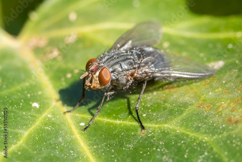 Housefly or musca domestica isolated on natural background. Side view of house fly from above.