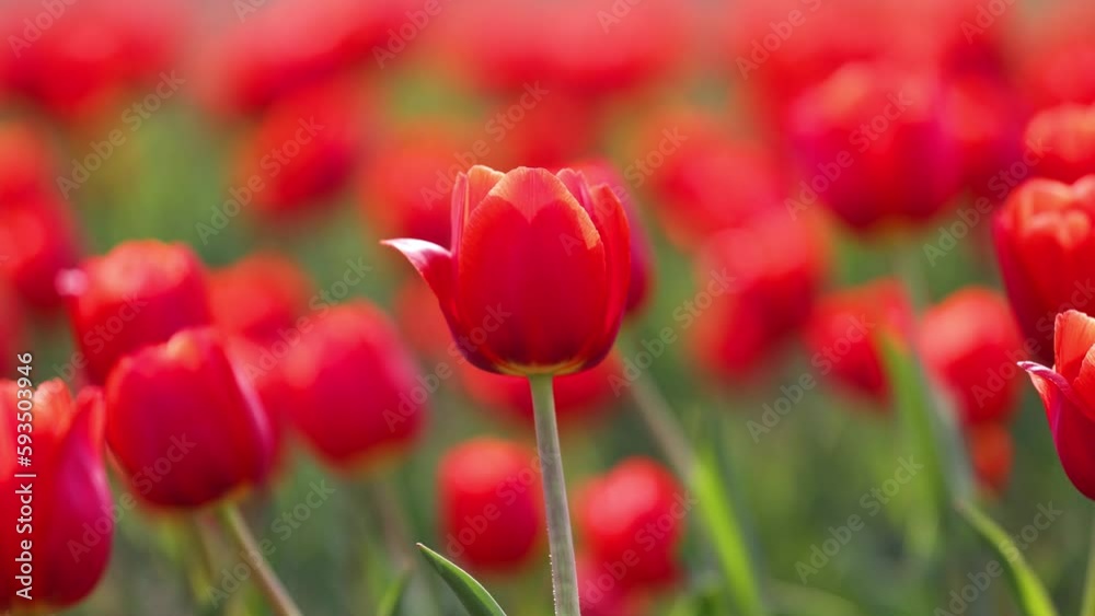 Beautiful tulips are blooming on the lawn of the park Beautiful tulips are blooming on the lawn of the park