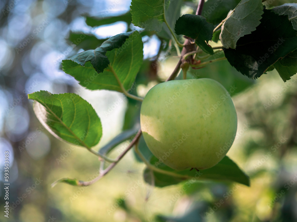 Apples growing on an apple tree. Harvest , Ecological cultivation, fertilizers.