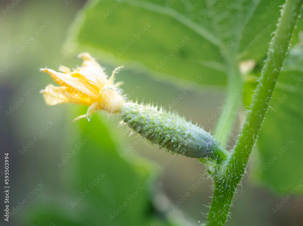The growth of a small cucumber. Natural farming, organic vegetable growing, fertilizers.