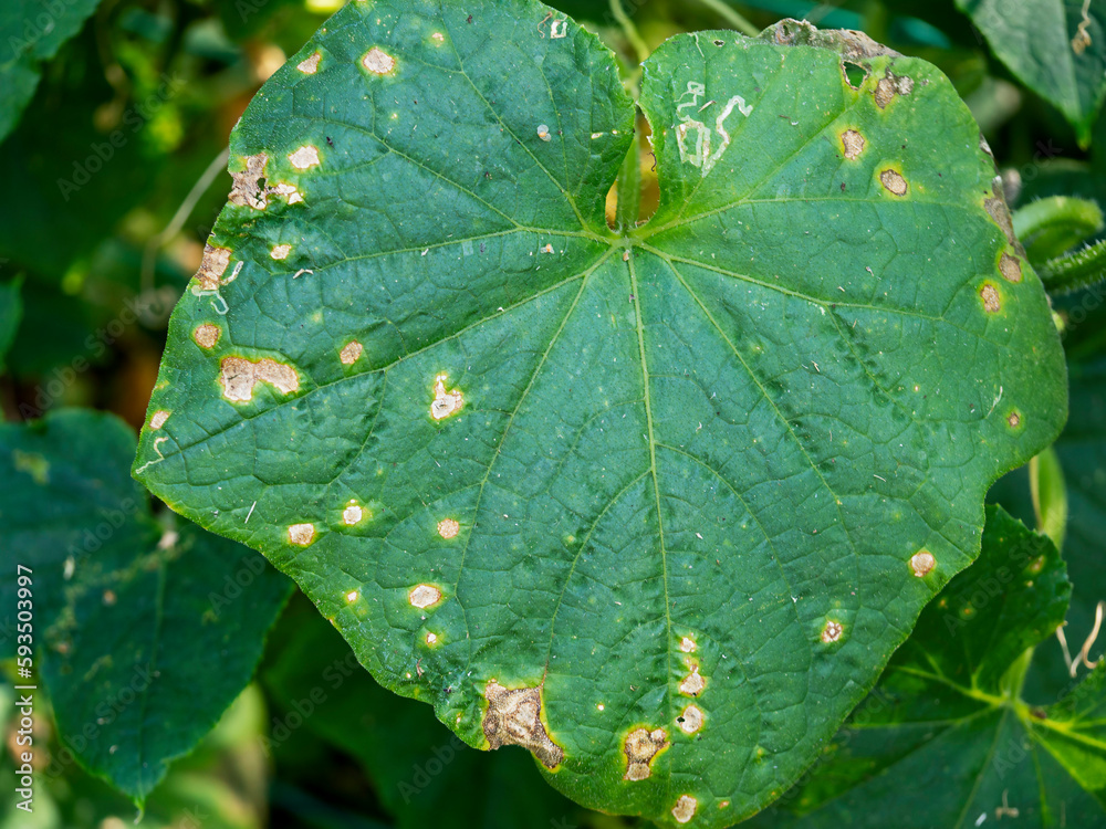 The diseased leaf of the plant.