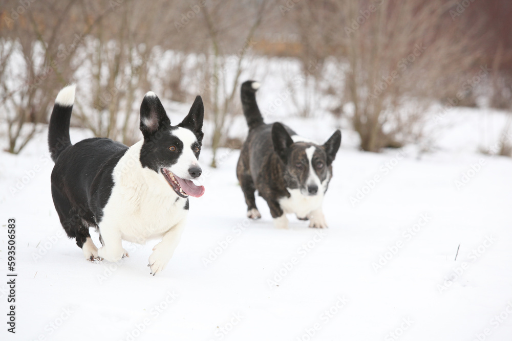 Welsh corgi cardigan running in the snow Welsh corgi cardigan running in the snow