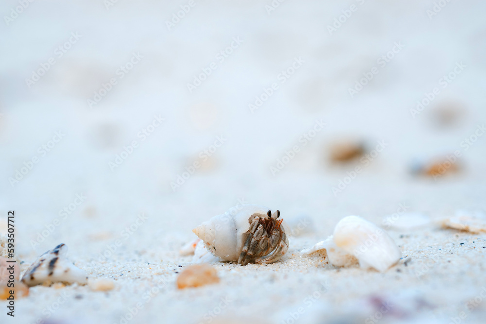 Hermit crab on the beach of Thailand.