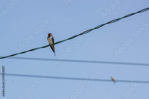 bird on a wire © Rabbit 0447