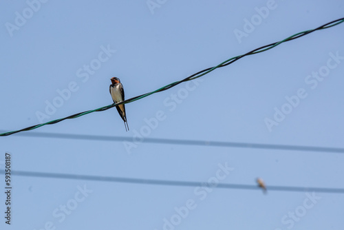 bird on a wire