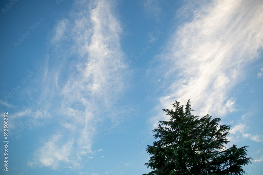 Blue sky and clouds seen above the trees
