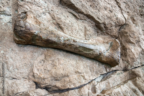 Fossils at Dinosaur National Monument photo