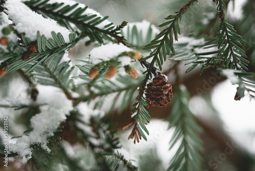 Foto Petite pomme de pin sous la neige