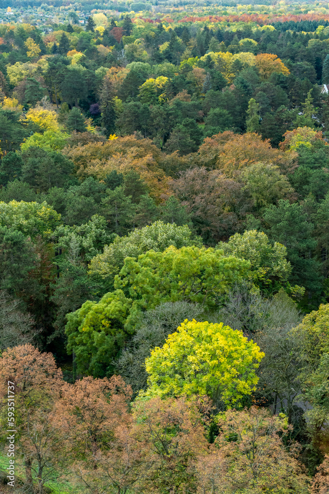 Colorful autumn trees from above. Yellow and green leaves in a forest. Colorful autumn trees from above. Yellow and green leaves in a forest.