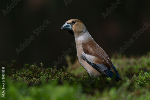  Beautiful Hawfinch (Coccothraustes coccothraustes) in the forest of Noord-Brabant in the Netherlands. Dark background. 