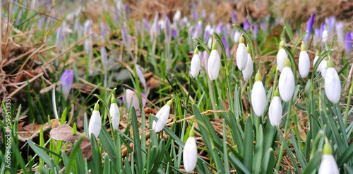 White snowdrop flowers blooming among purple crocus in early springtime