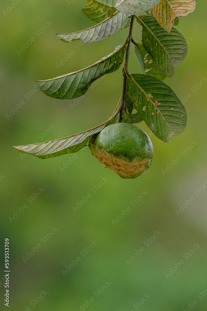 half guava eating by Bat in the tree, bat eating guava fruit, animal