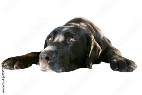 Old sleepy, lazy black labrador retriever dog lying on front. © nic