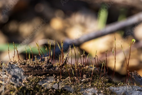 Close up of moss growing on a tree stump in the forest