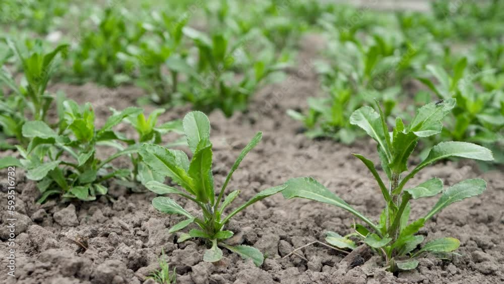 Green plant bush in bed garden. New leaves of flower at spring time. Cultivation of roses concept. Dry soil, garden maintenance Green plant bush in bed garden. New leaves of flower at spring time. Cultivation of roses concept. Dry soil, garden maintenance
