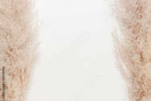 Frame made from dry pampas grass on white background, copy space. Reed grass background
