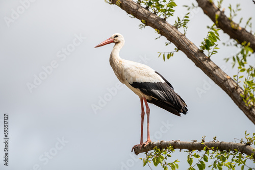 A white stork (Ciconia ciconia) perched on a branch during a spring day.