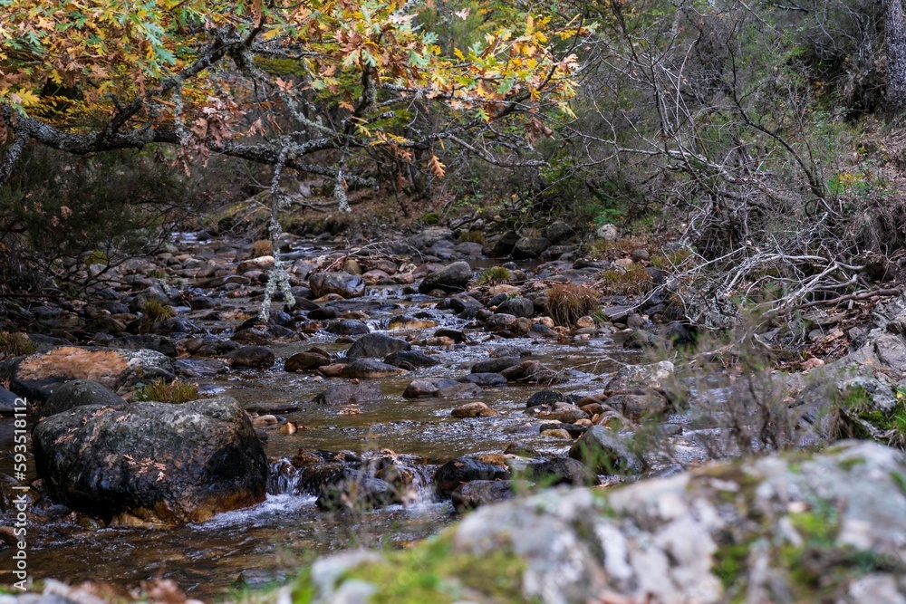 Obraz premium River flowing over the rocks through the forest of Hayedo de Montejo in Madrid