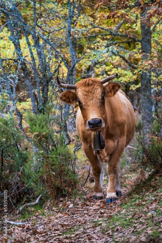 Vertical shot of a cow grazing in a forest with colorful trees in Hayedo de Montejo, Madrid © Francisco Gomez PerpiÑan/Wirestock Creators