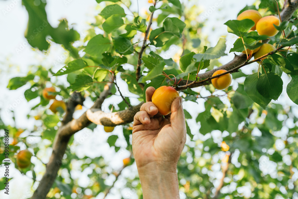 Crop farmer picking ripe fruit