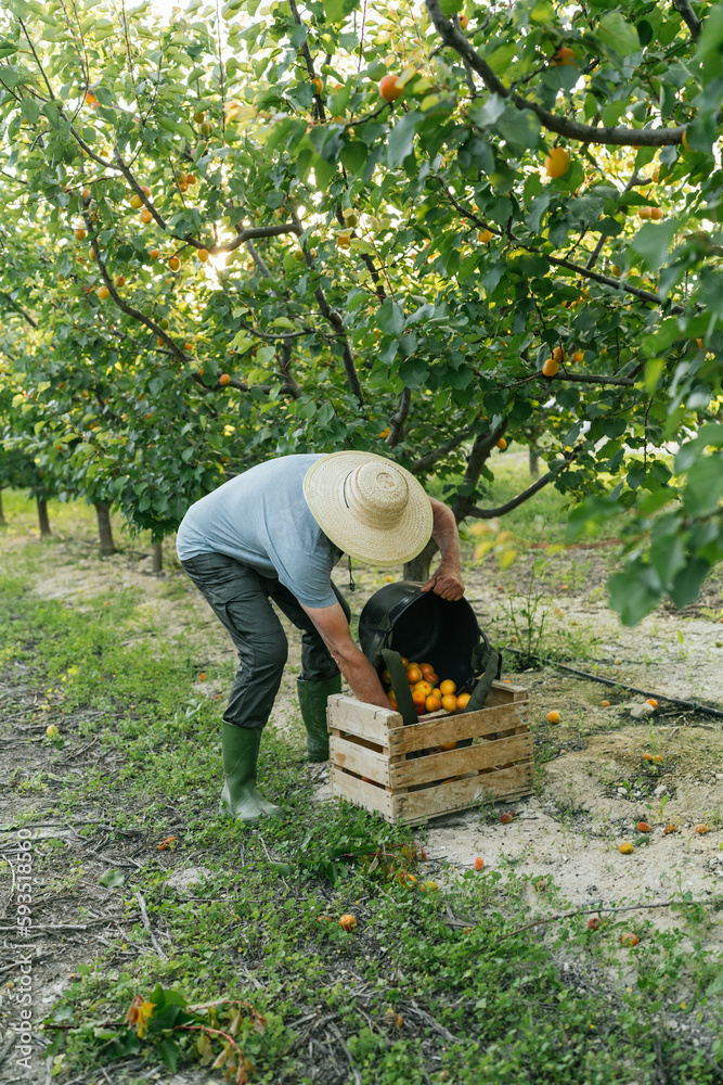 Anonymous male worker harvesting organic apricots in countryside Anonymous male worker harvesting organic apricots in countryside