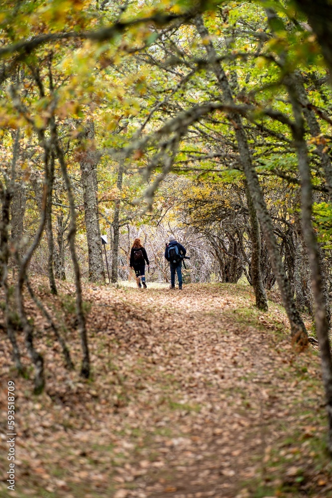 Vertical shot of a couple walking in the park full of autumn trees with yellow leaves Vertical shot of a couple walking in the park full of autumn trees with yellow leaves