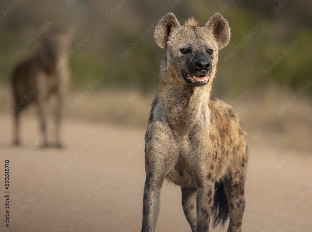 Hyena (Hyaenidae) in the Kruger national park on the blurred background Hyena (Hyaenidae) in the Kruger national park on the blurred background