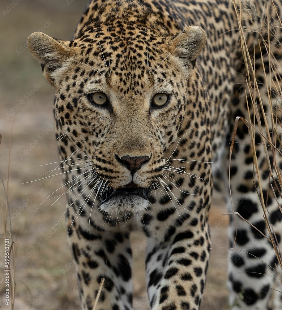 Closeup shot of the beautiful male leopard (Panthera pardus) in Kruger National Park Closeup shot of the beautiful male leopard (Panthera pardus) in Kruger National Park